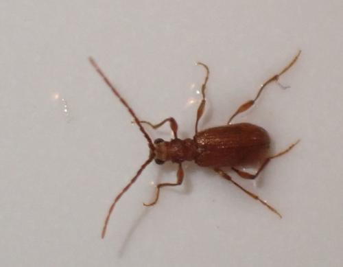 Ptinus latro